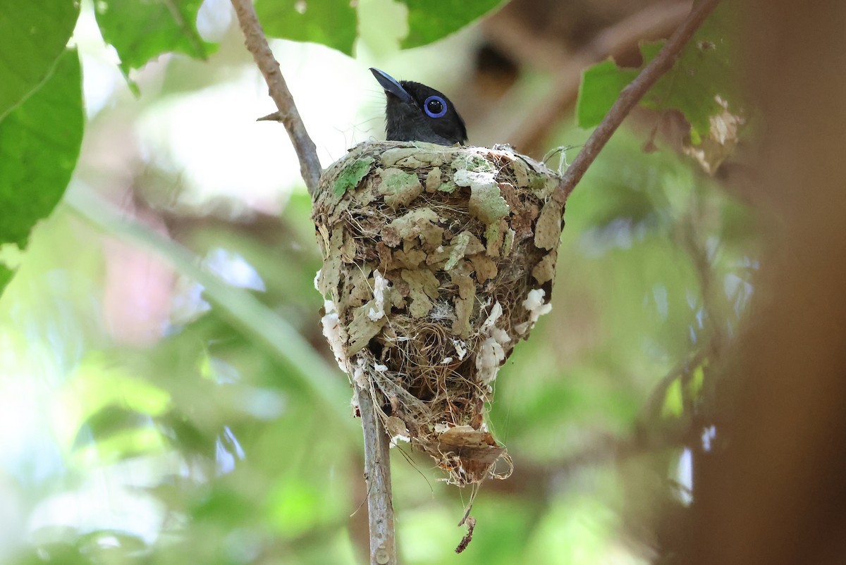 Black Paradise-Flycatcher - ML642100456