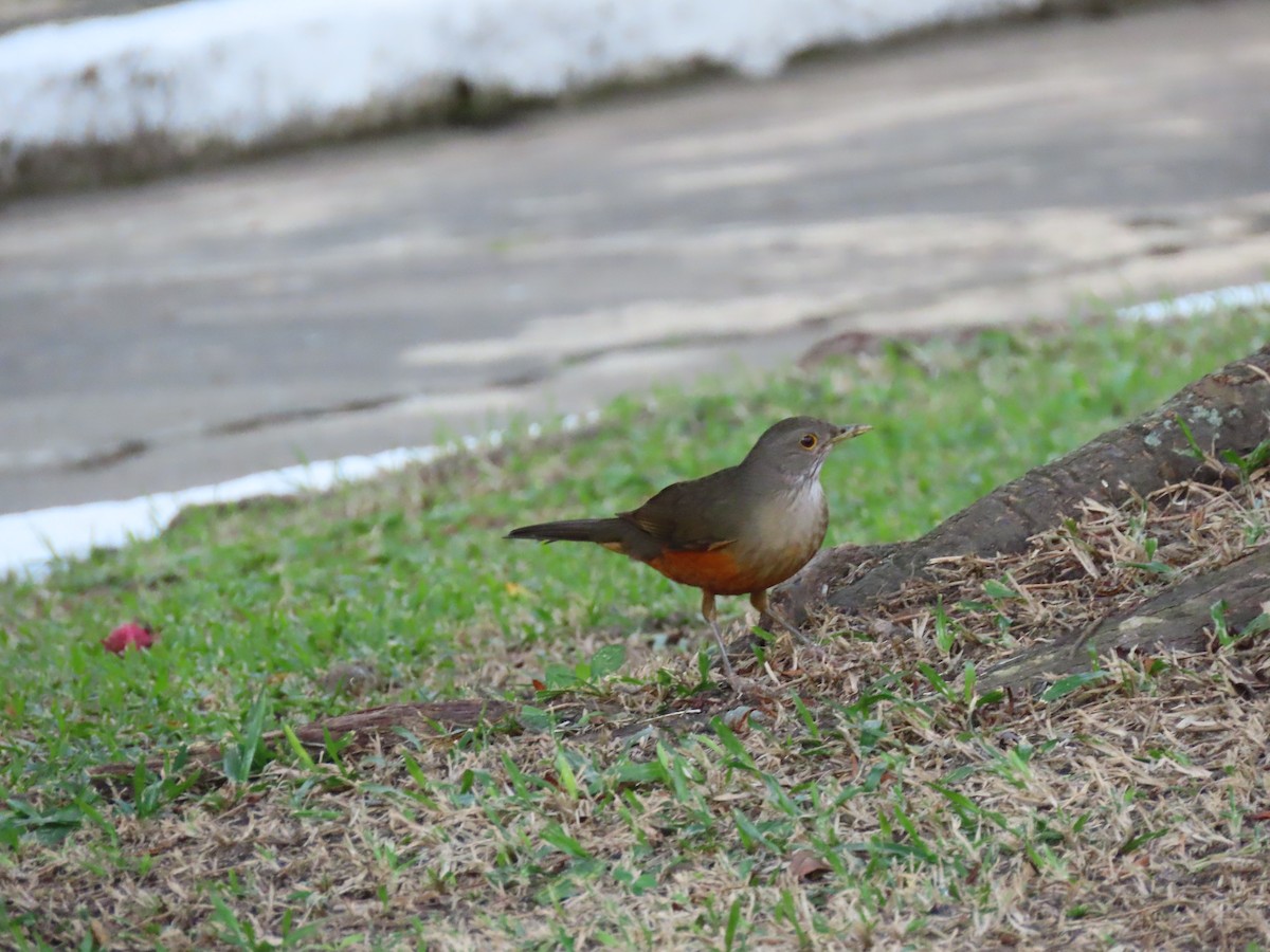 Rufous-bellied Thrush - ML642100462