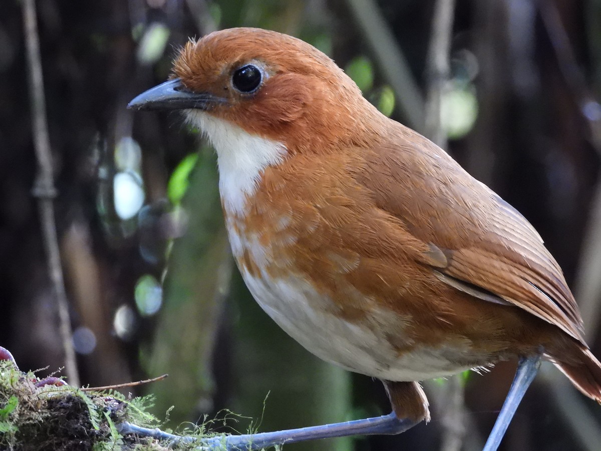 Red-and-white Antpitta - ML642100464