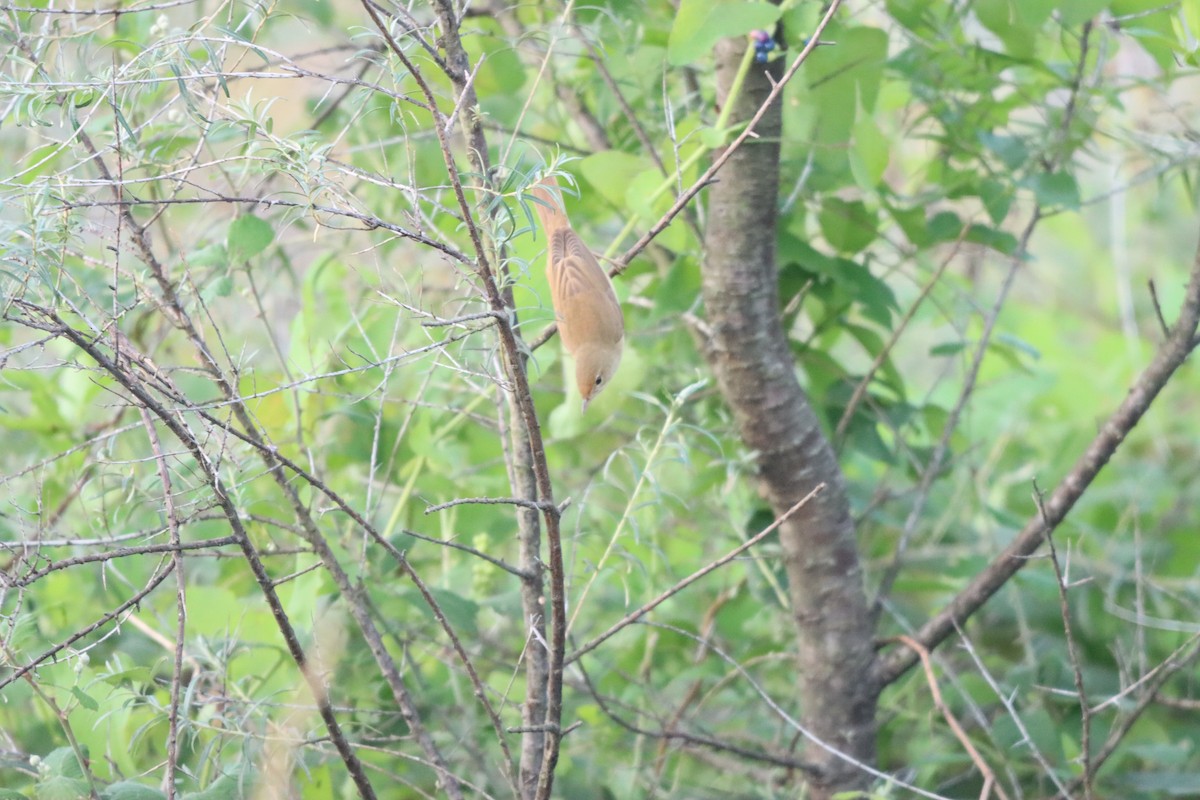 Marsh Warbler - ML642100465