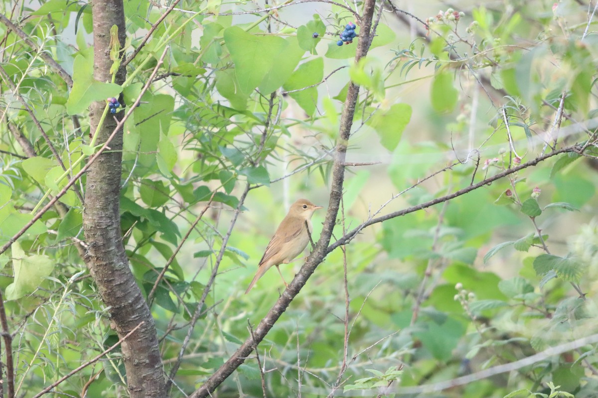 Marsh Warbler - ML642100466