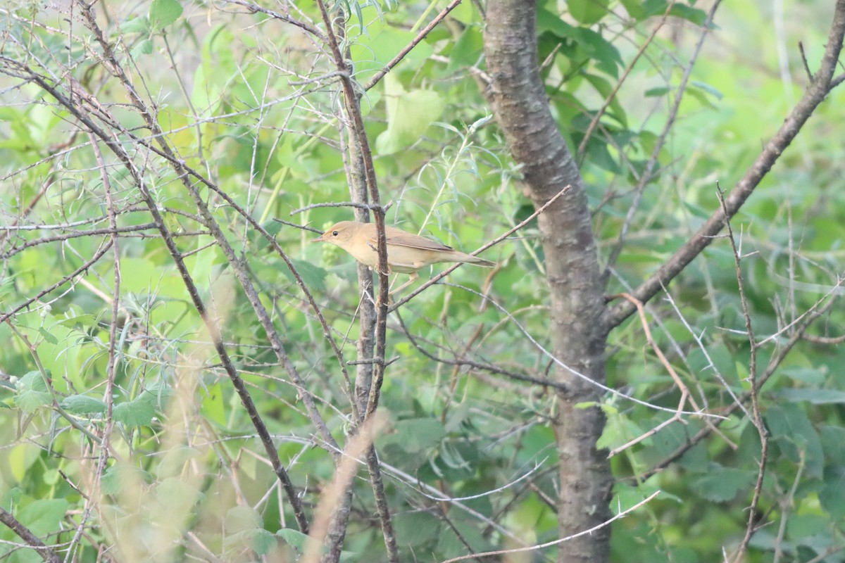 Marsh Warbler - ML642100467