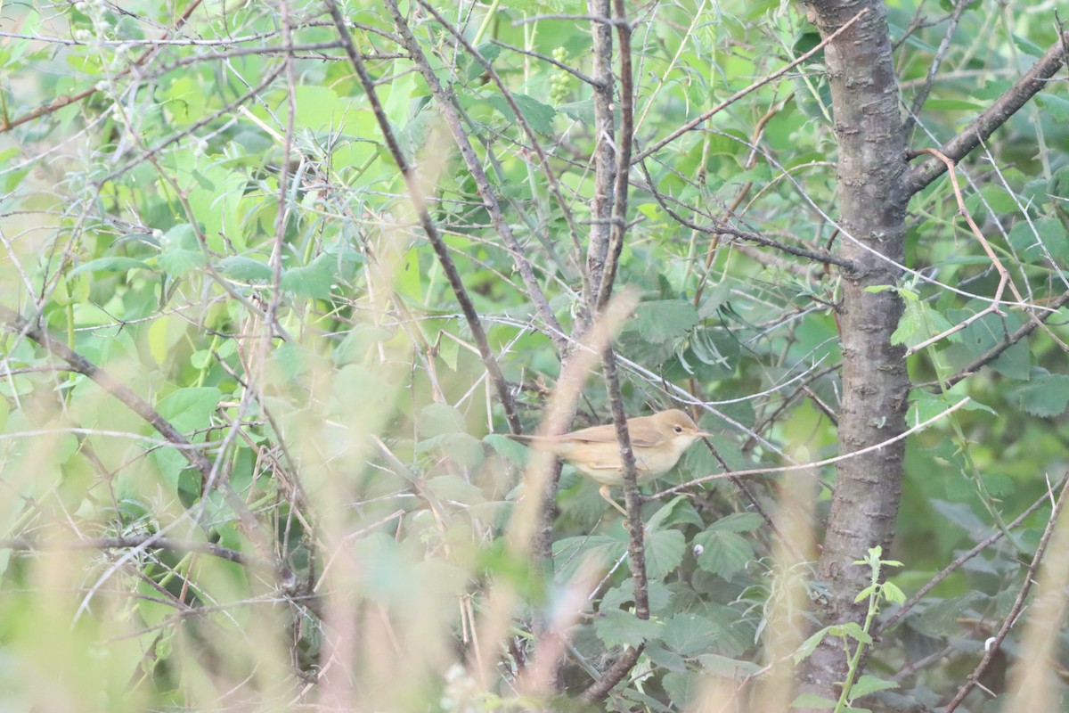 Marsh Warbler - ML642100468