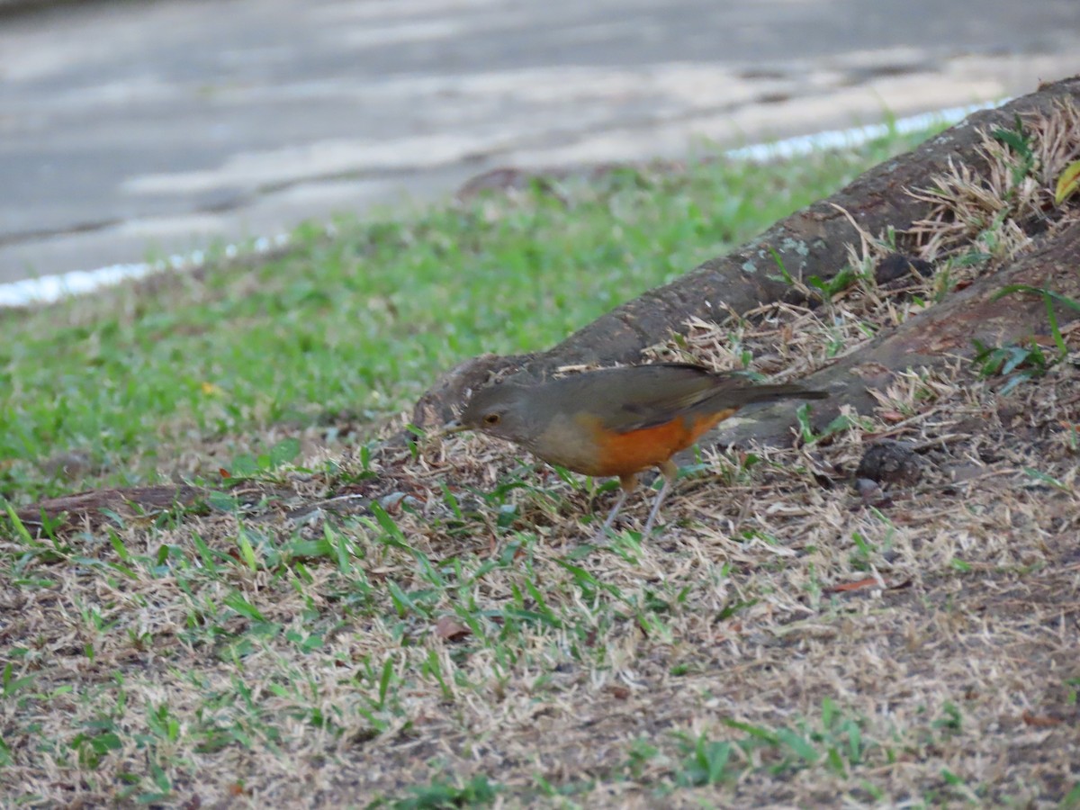 Rufous-bellied Thrush - ML642100469