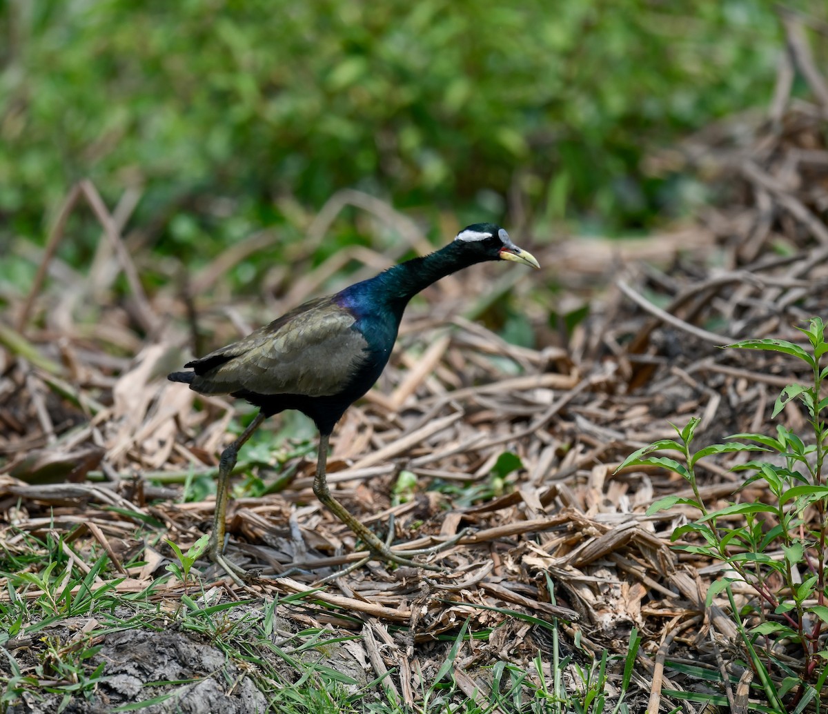 Bronze-winged Jacana - ML642100470