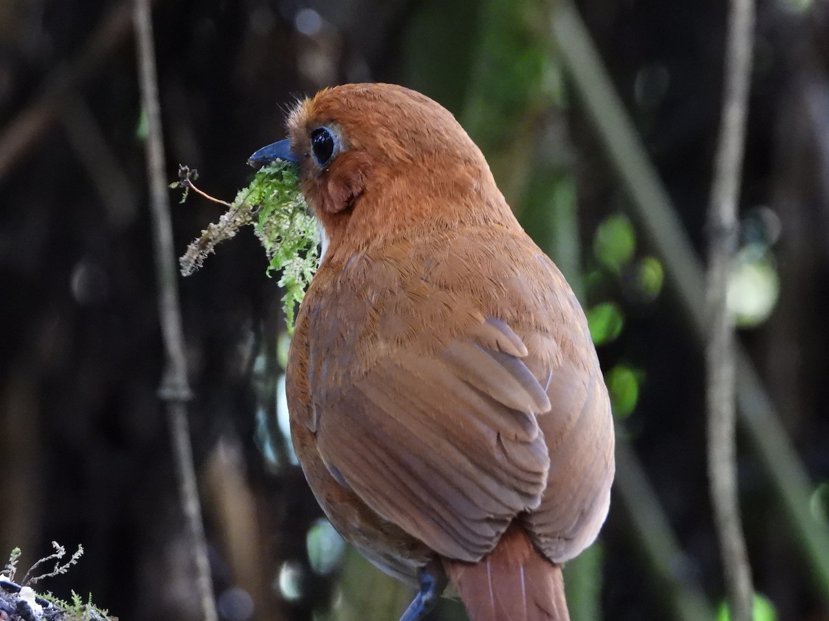 Red-and-white Antpitta - ML642100474