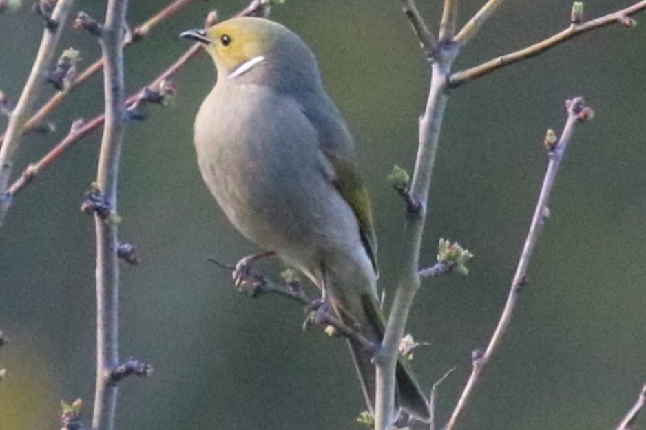 White-plumed Honeyeater - ML642100475