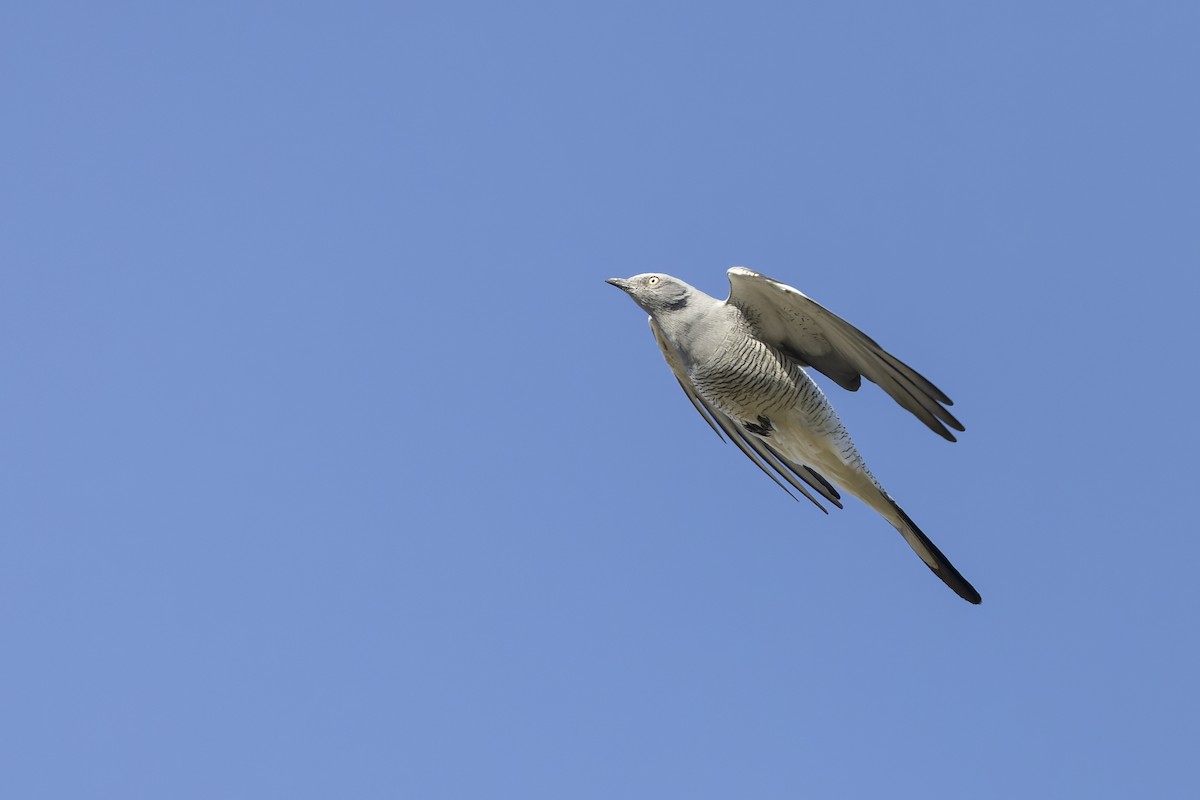 Ground Cuckooshrike - ML642100476