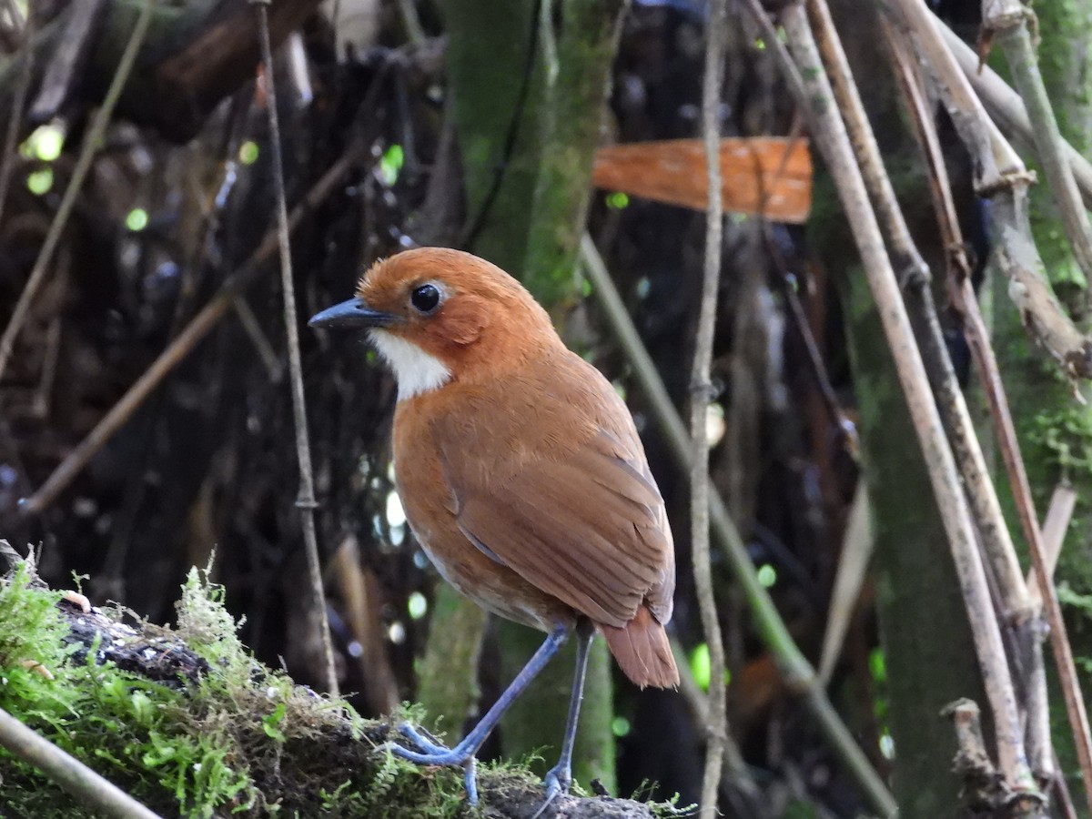 Red-and-white Antpitta - ML642100478