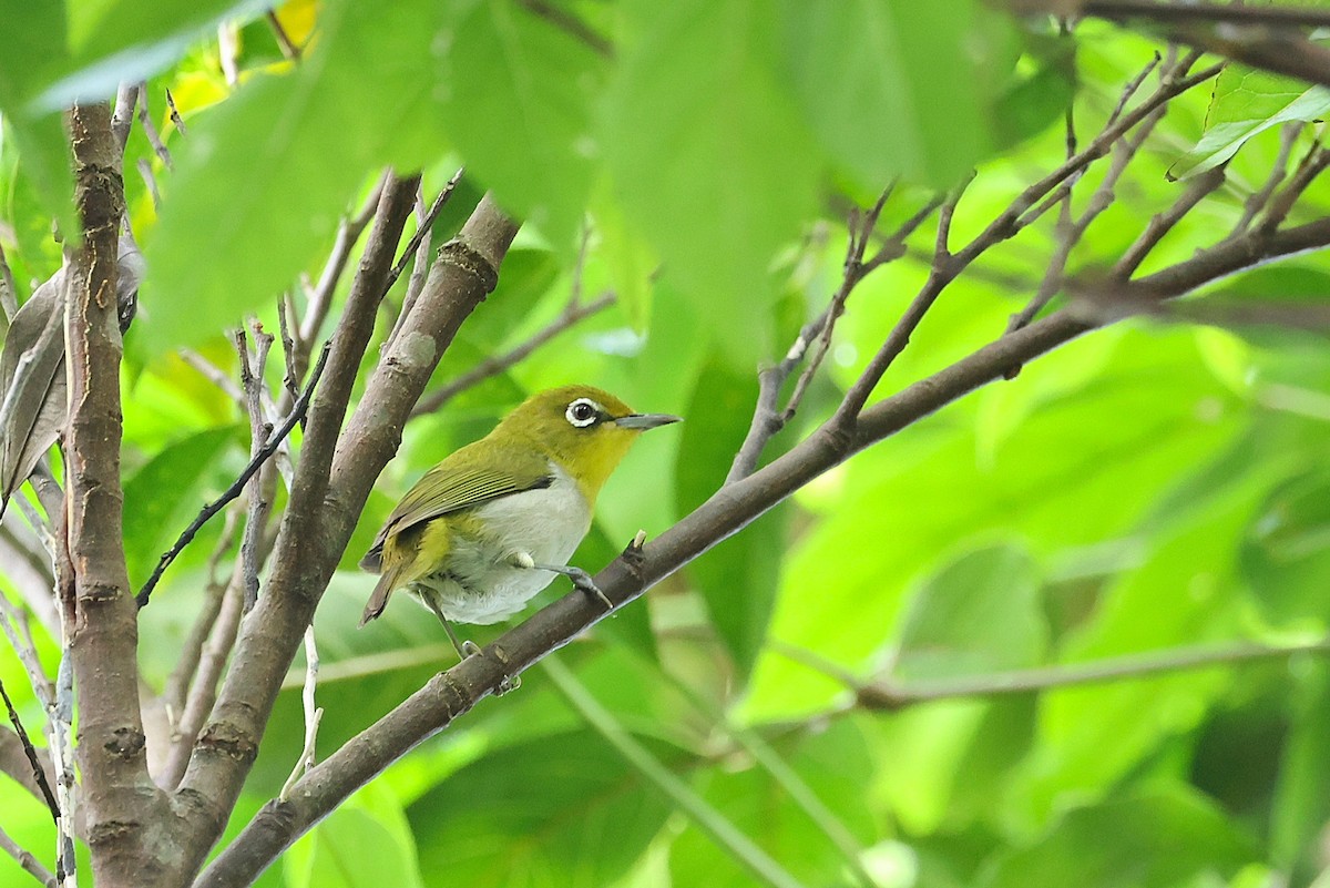 Warbling White-eye - ML642100479