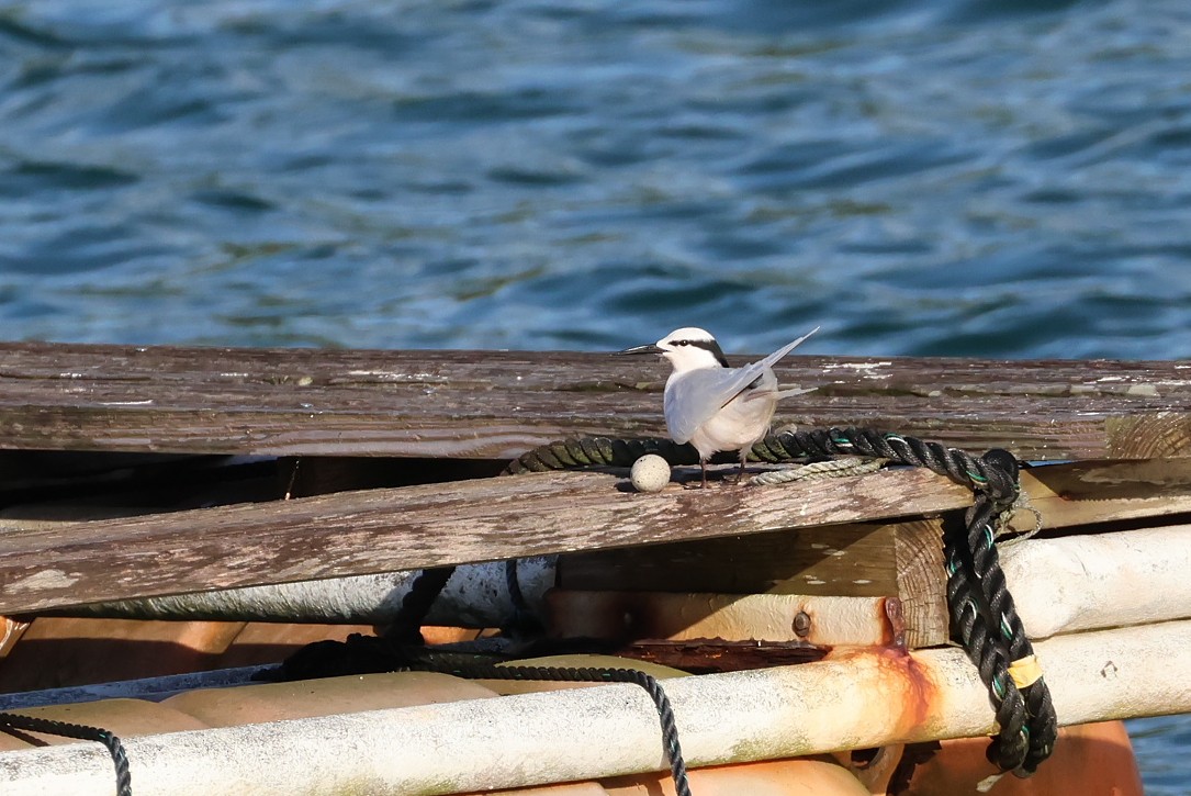 Black-naped Tern - ML642100480