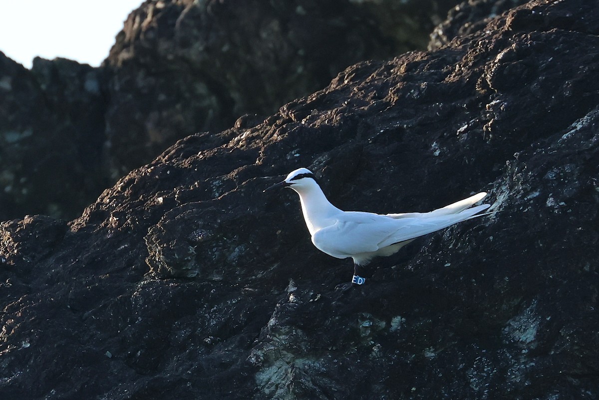 Black-naped Tern - ML642100482