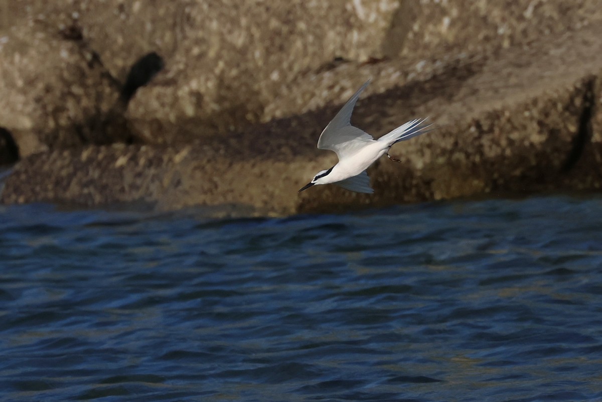 Black-naped Tern - ML642100483