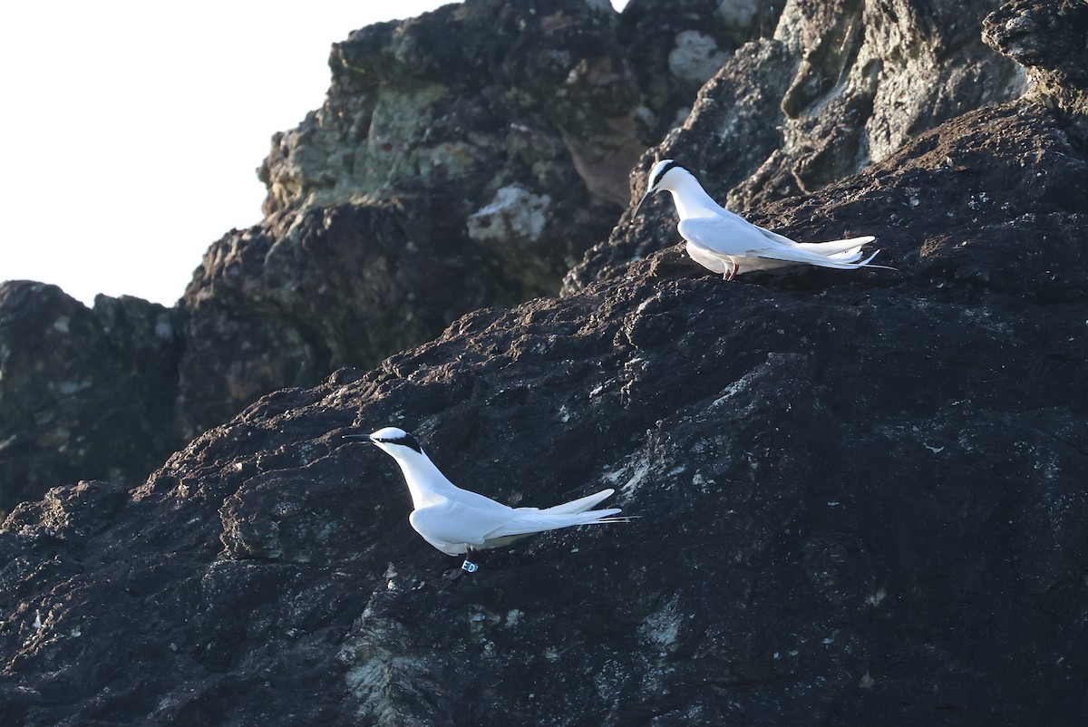 Black-naped Tern - ML642100485