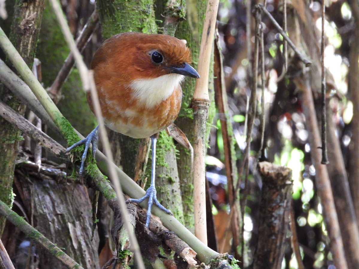 Red-and-white Antpitta - ML642100487