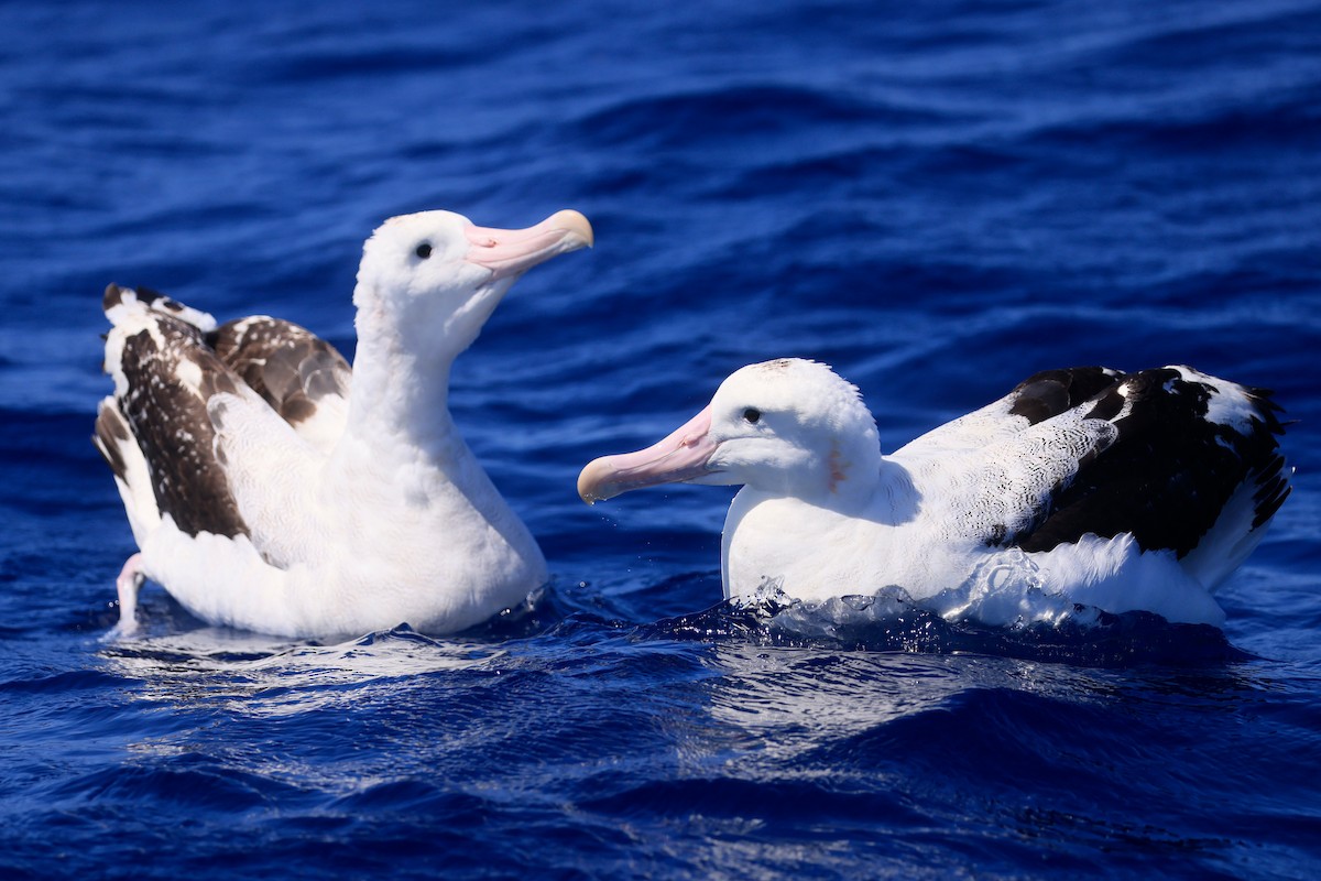 Antipodean Albatross (Gibson's) - ML642100488