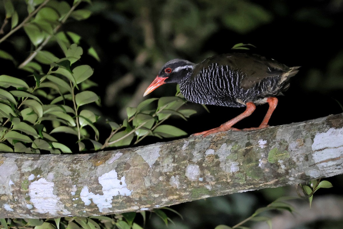Okinawa Rail - ML642100489