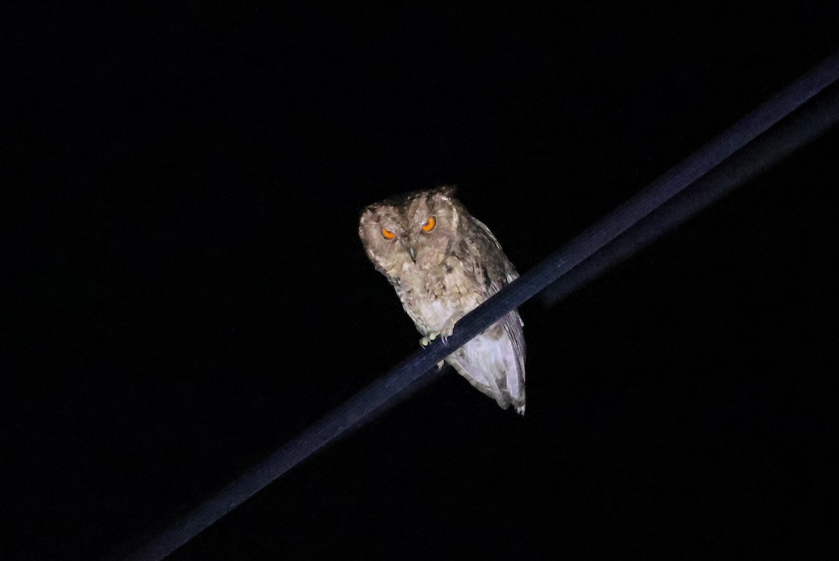 Japanese Scops-Owl - ML642100490
