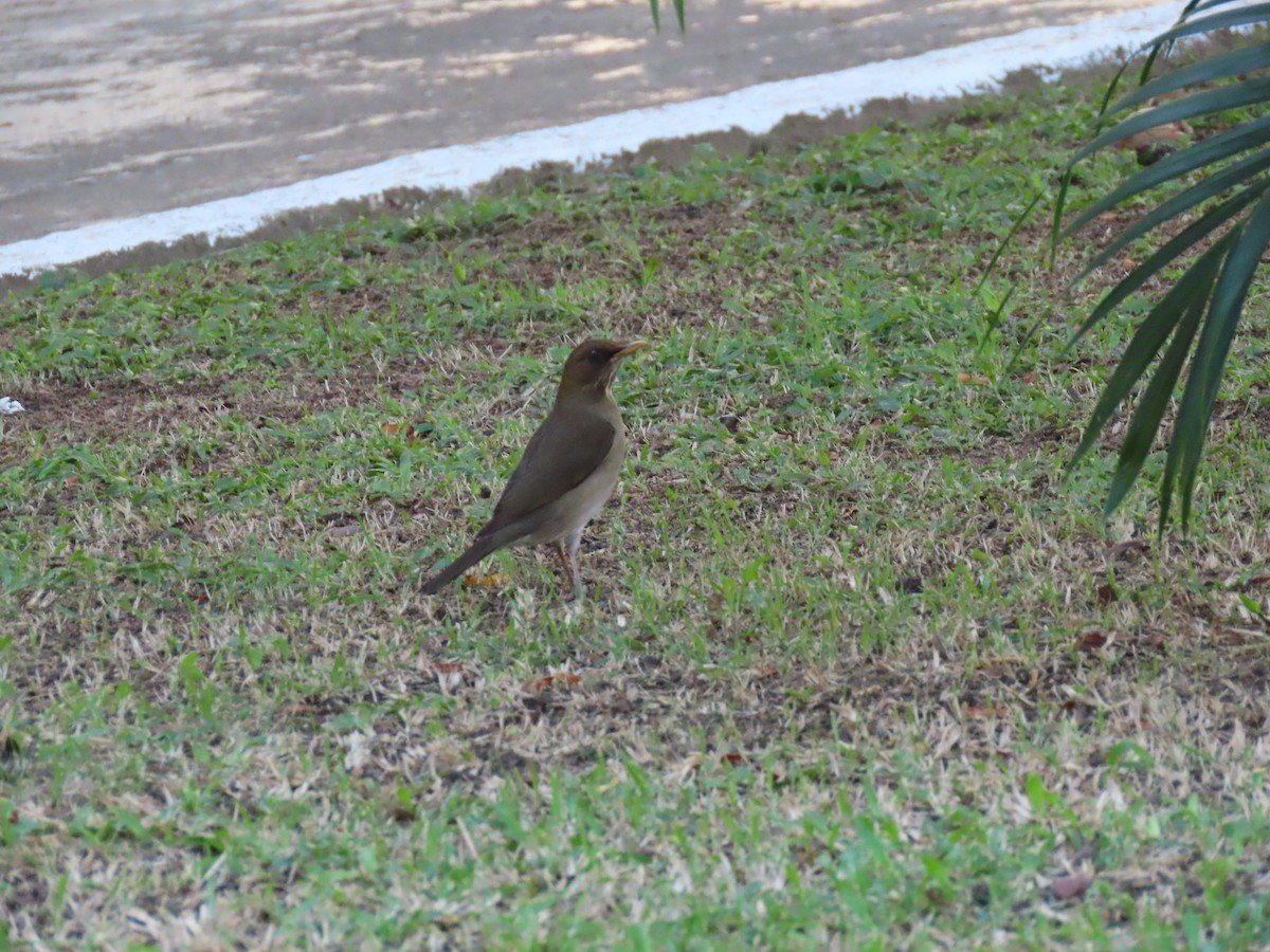 Creamy-bellied Thrush - ML642100496