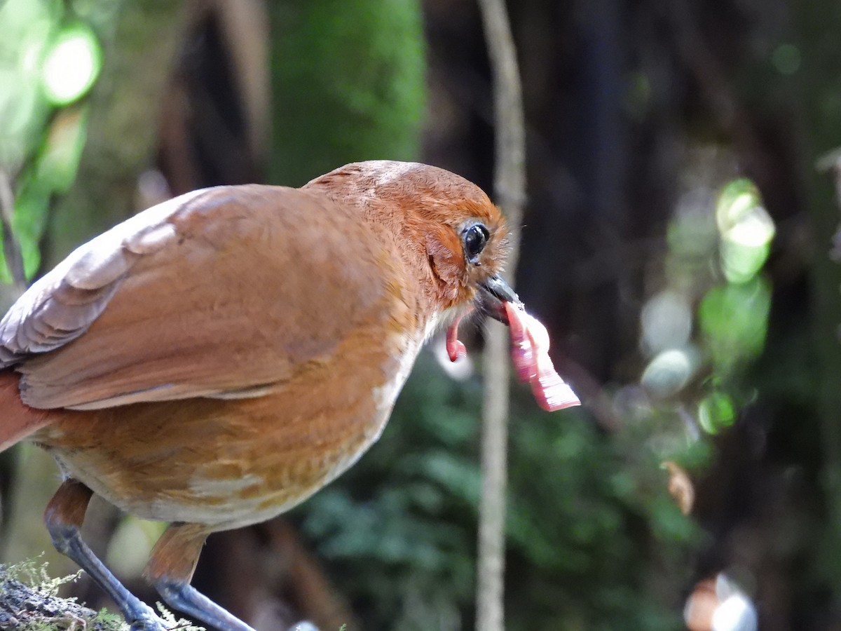 Red-and-white Antpitta - ML642100497