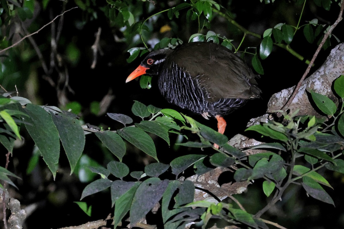 Okinawa Rail - ML642100498