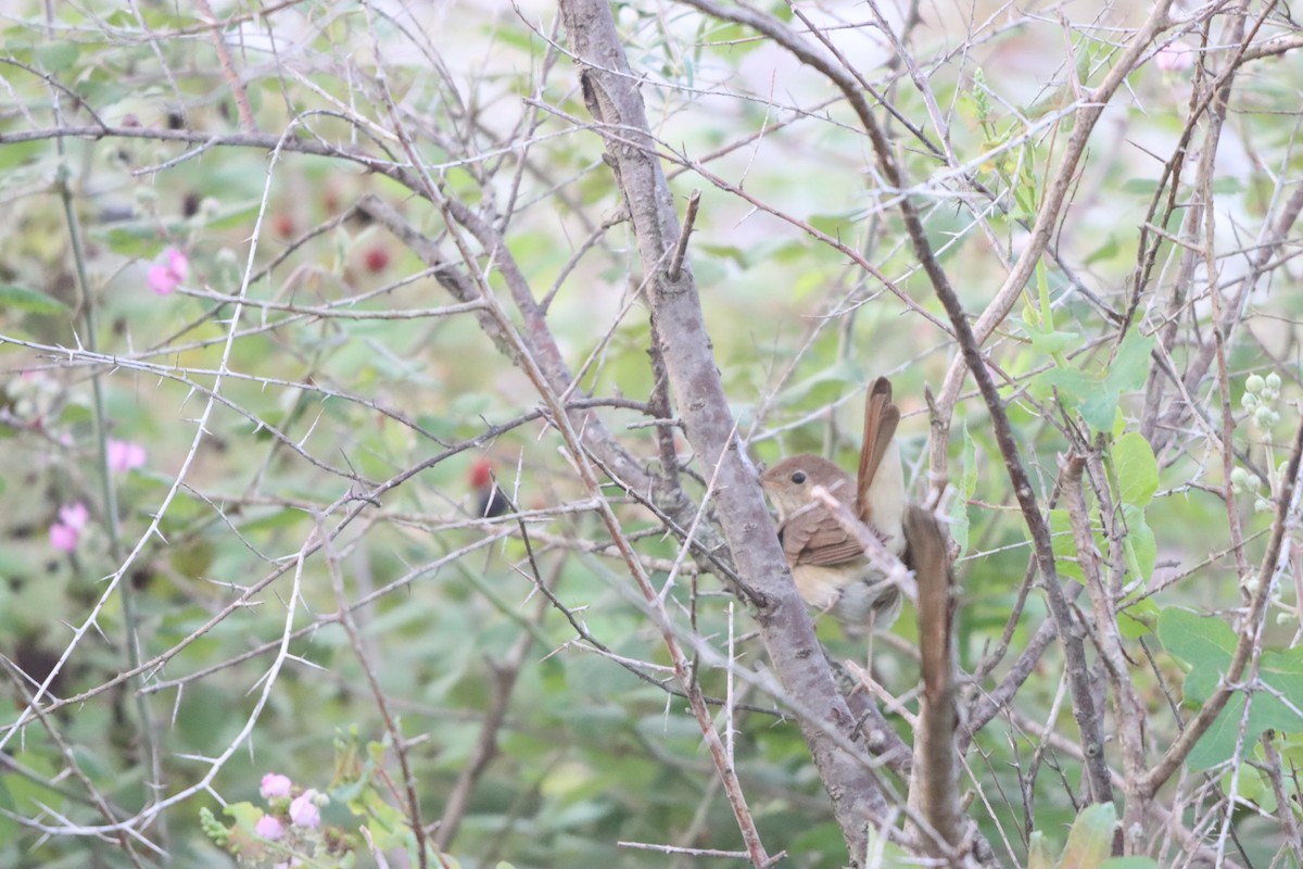 Thrush Nightingale - ML642100503