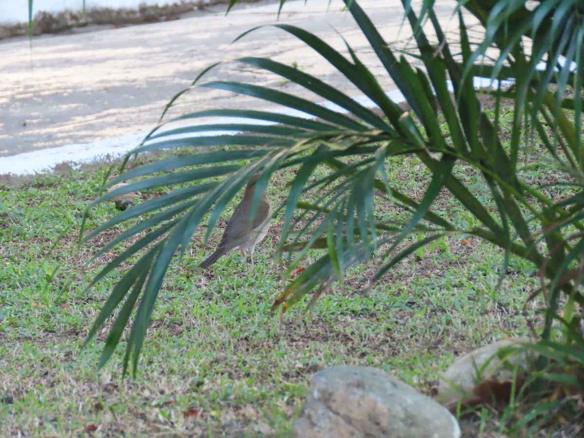 Creamy-bellied Thrush - ML642100504