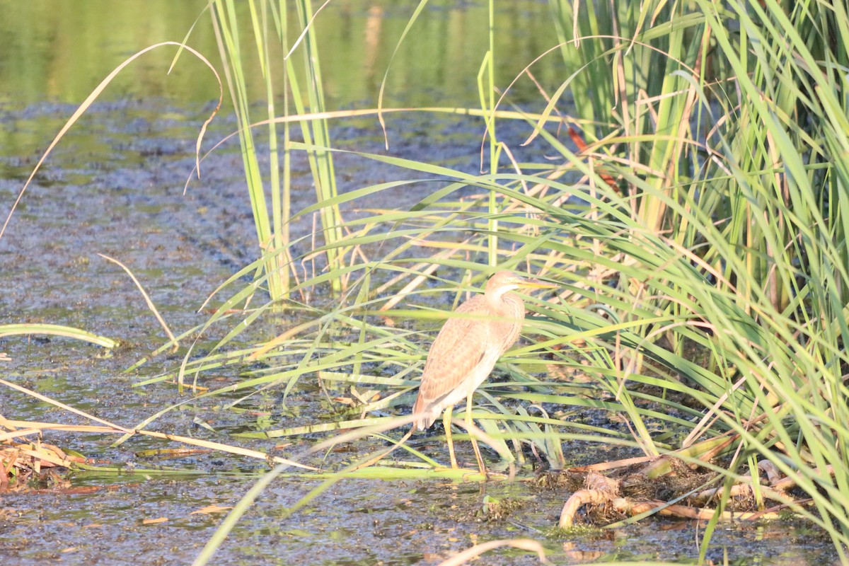 Purple Heron - ML642100506