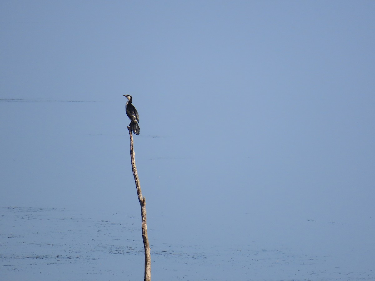 Little Pied Cormorant - ML642100507