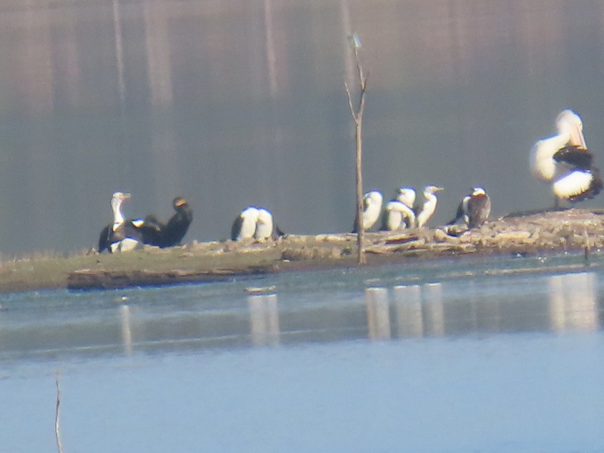 Great Cormorant - ML642100508