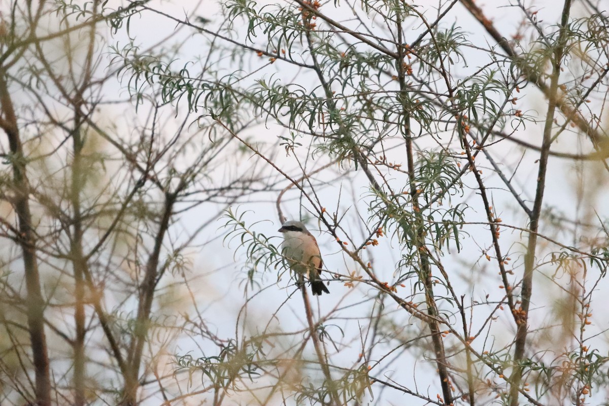 Red-backed Shrike - ML642100512
