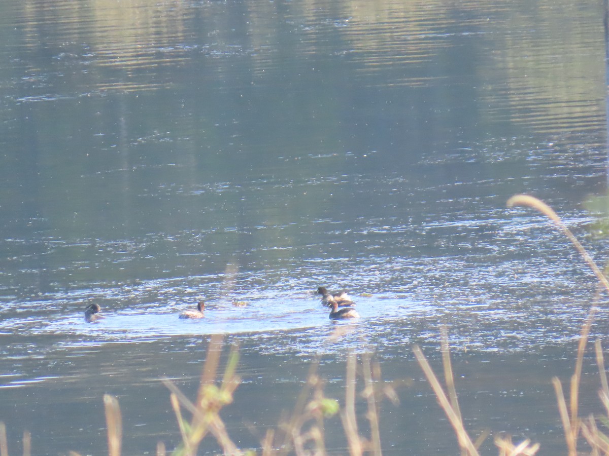 Australasian Grebe - ML642100517