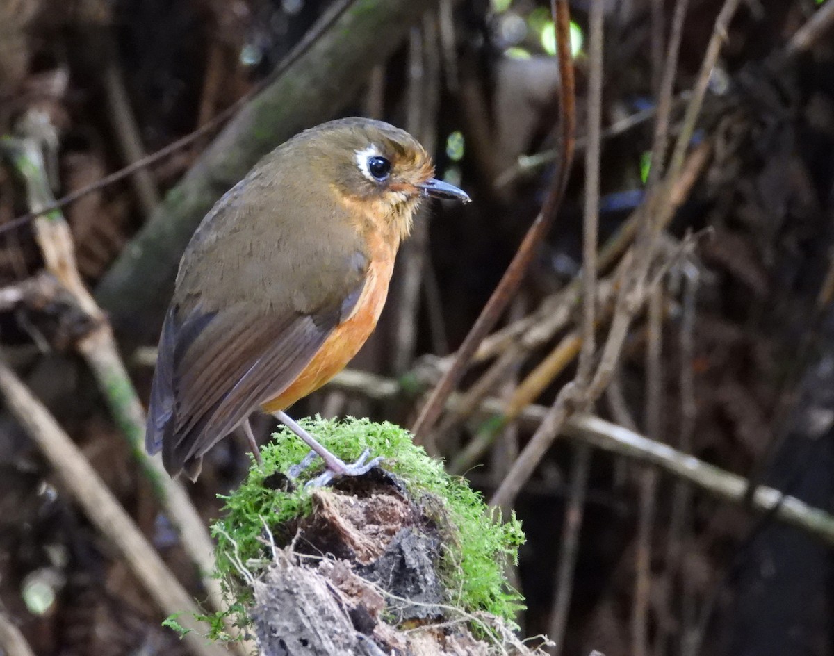 Leymebamba Antpitta - ML642100538