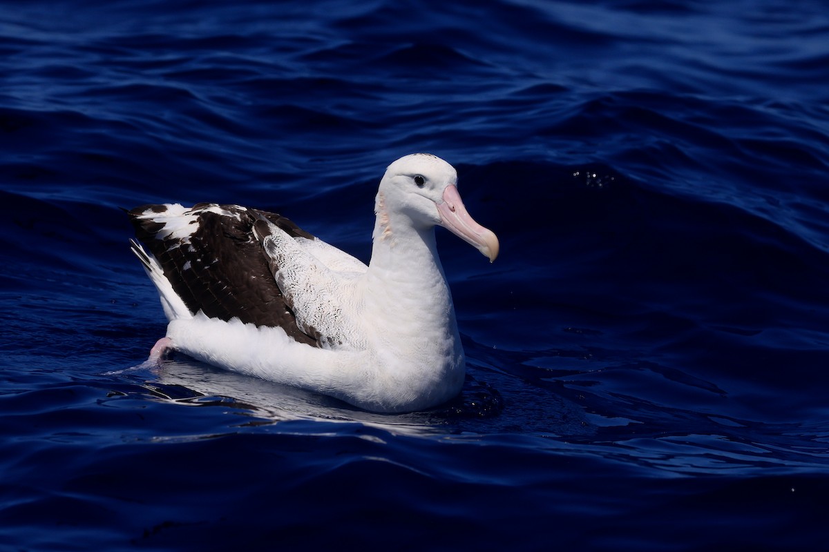 Antipodean Albatross (Gibson's) - ML642100540