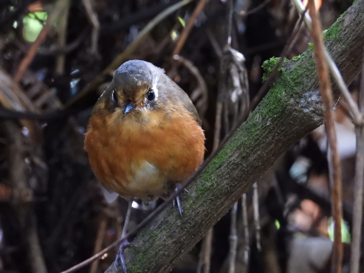 Leymebamba Antpitta - ML642100546