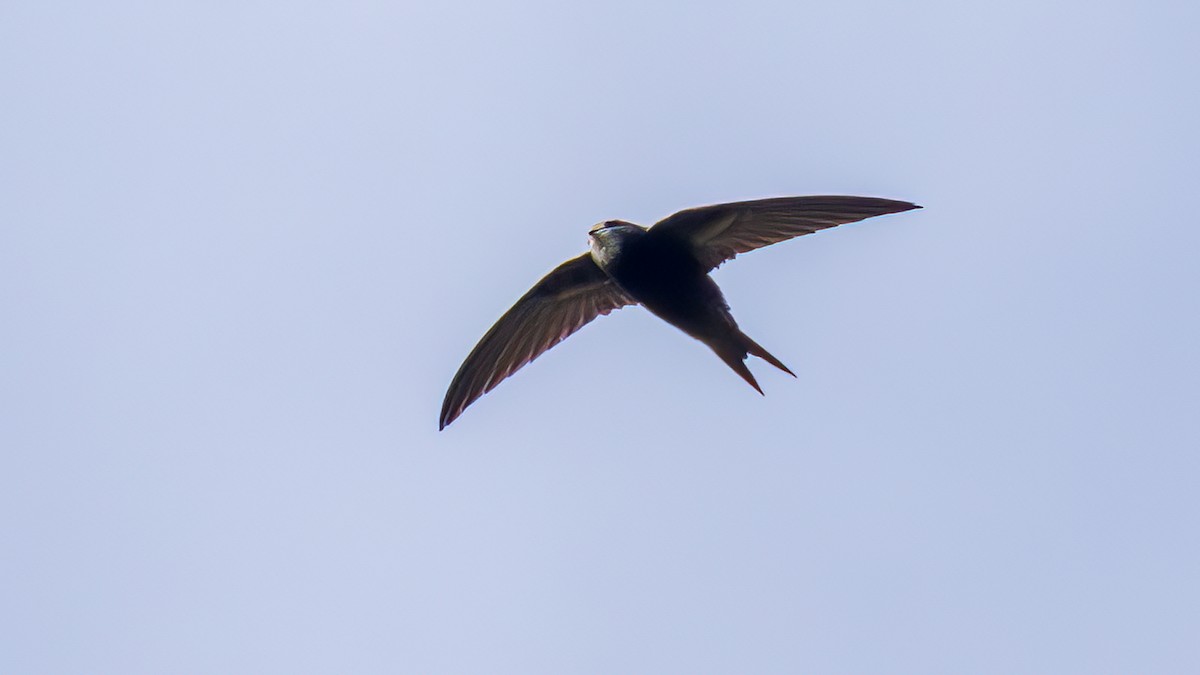 Common Swift - ML642100555