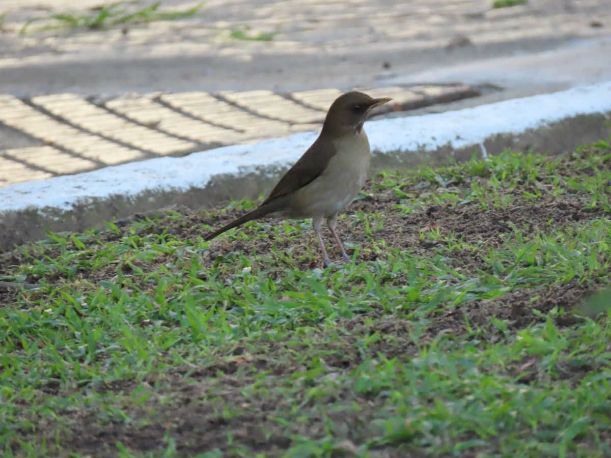Creamy-bellied Thrush - ML642100556
