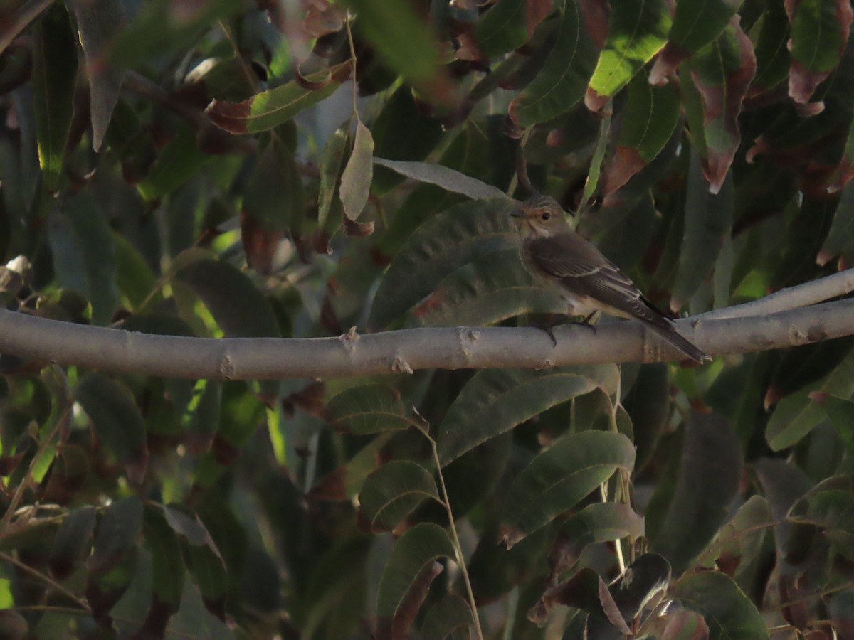 Spotted Flycatcher - ML642100558