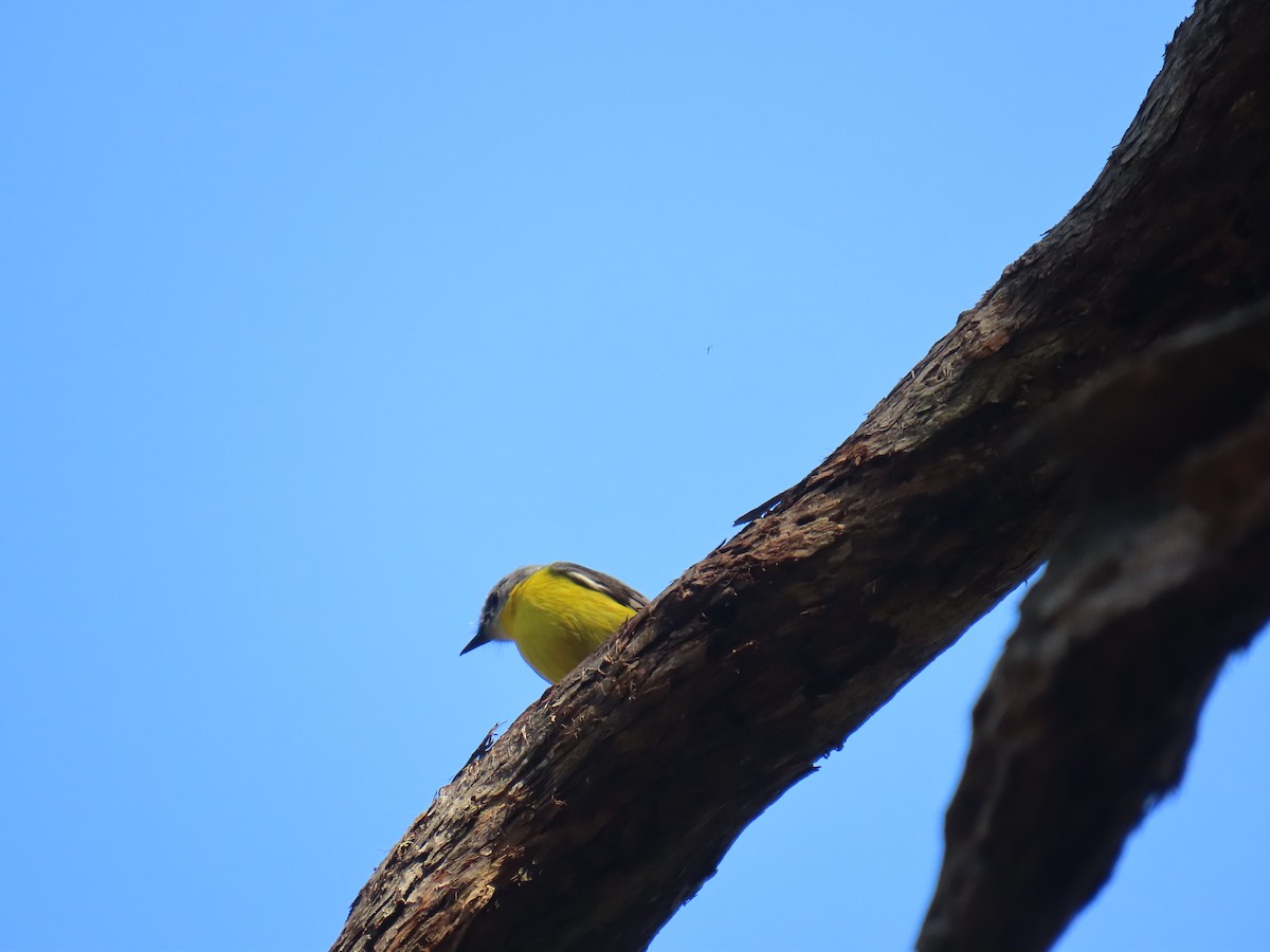 Eastern Yellow Robin - ML642100572
