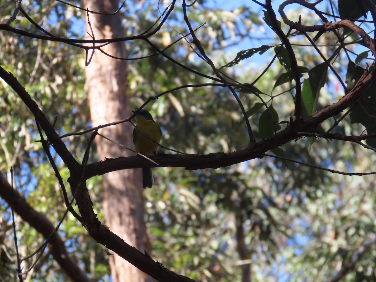 Eastern Yellow Robin - ML642100573