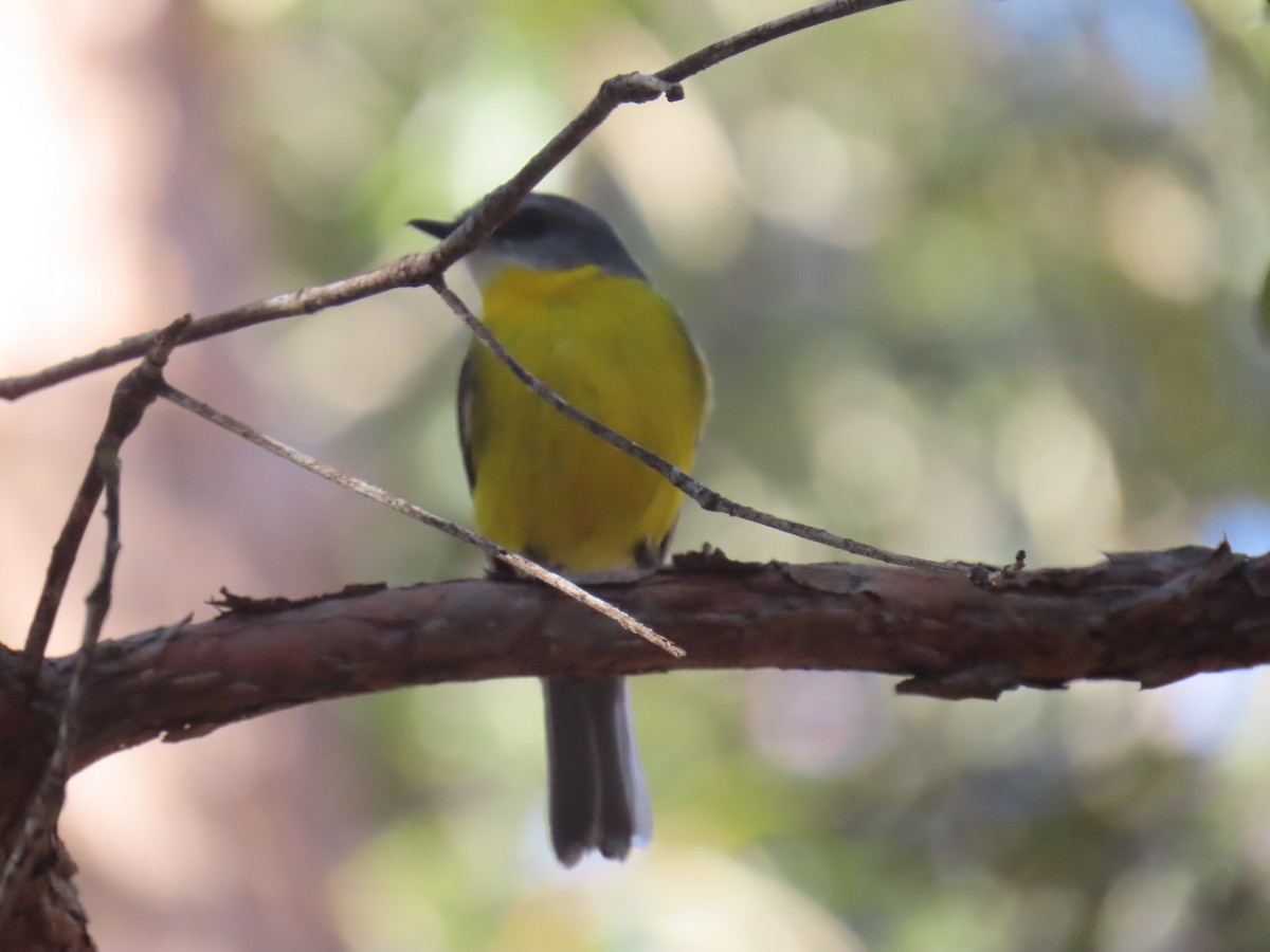 Eastern Yellow Robin - ML642100574
