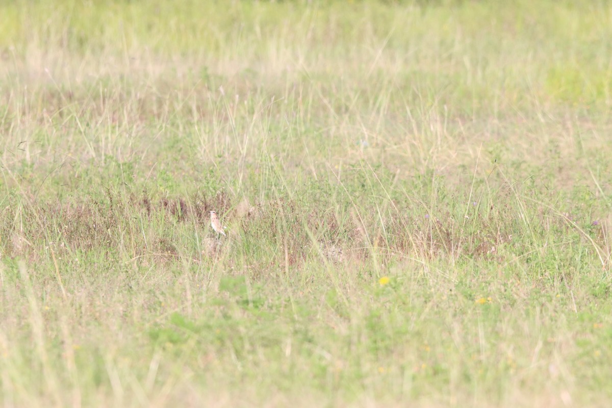 Isabelline Wheatear - ML642100575