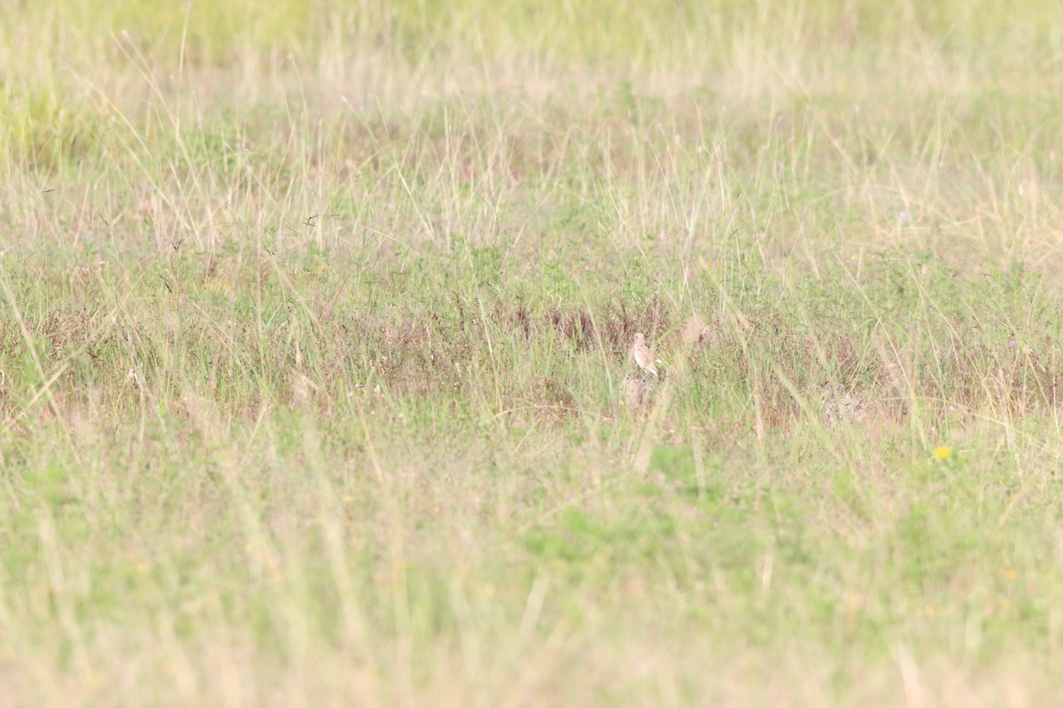 Isabelline Wheatear - ML642100576