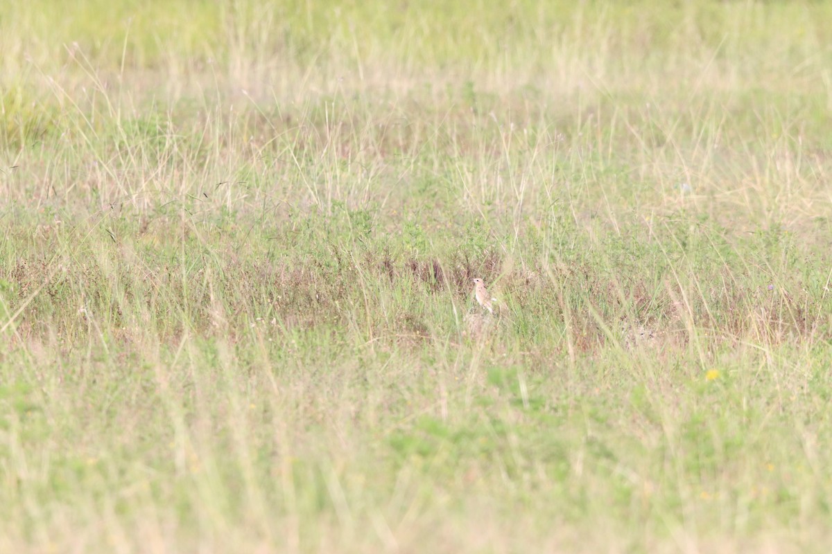 Isabelline Wheatear - ML642100577