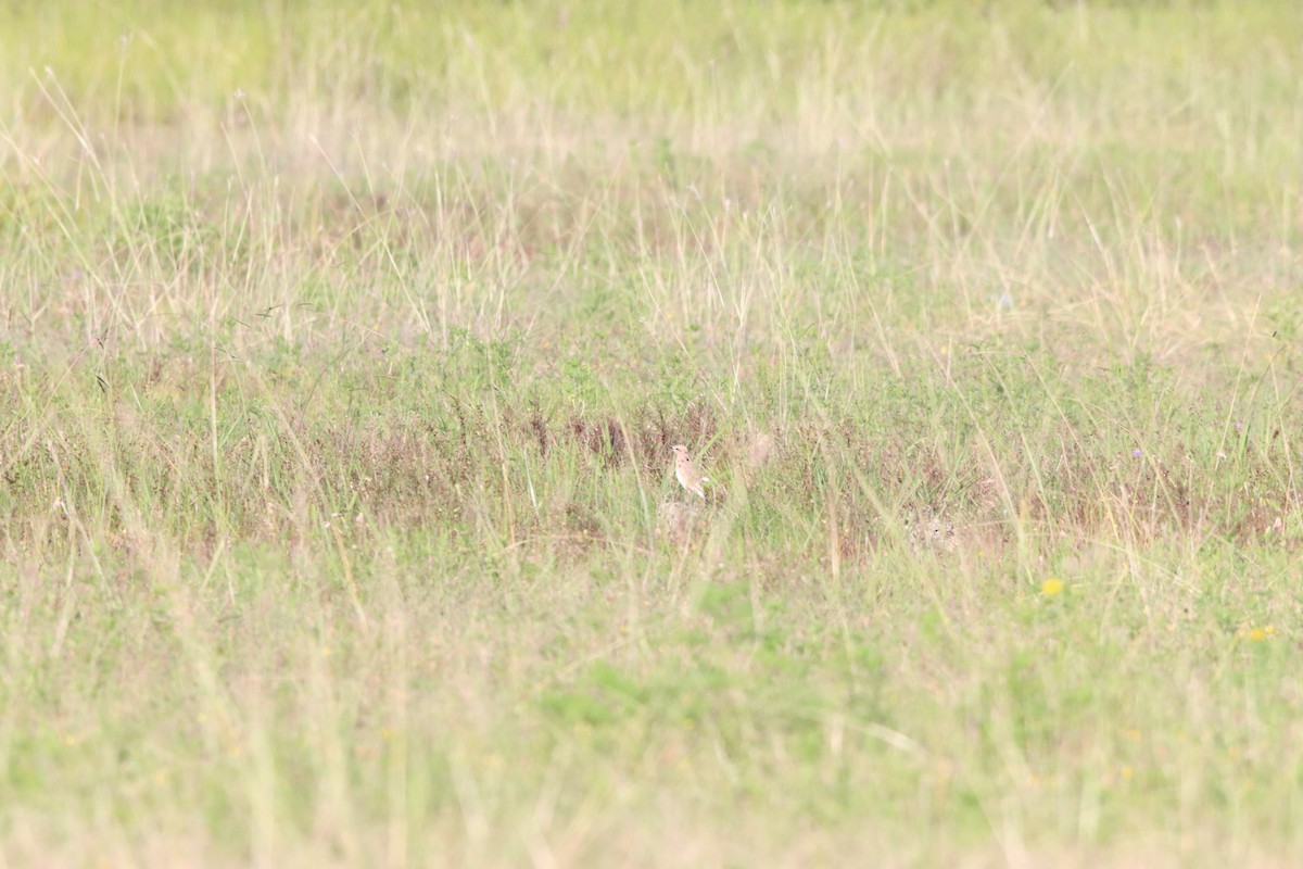 Isabelline Wheatear - ML642100578