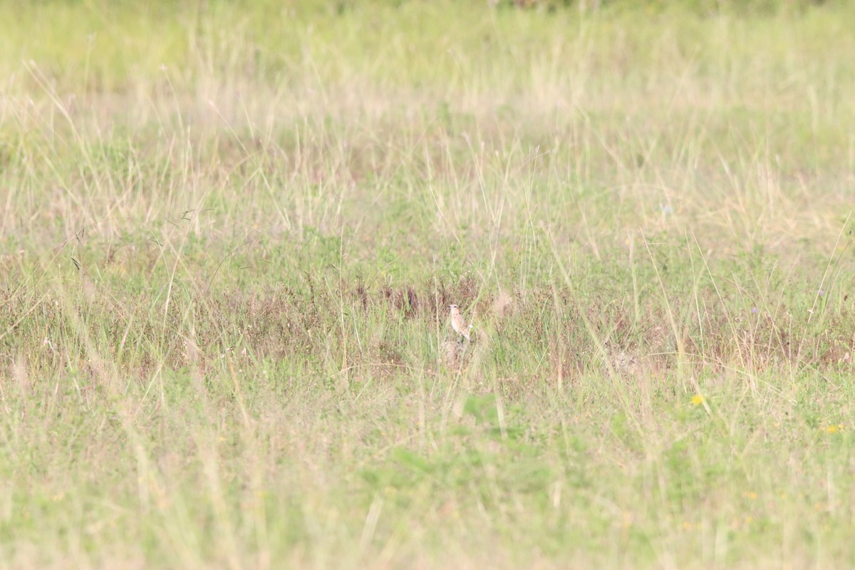 Isabelline Wheatear - ML642100579