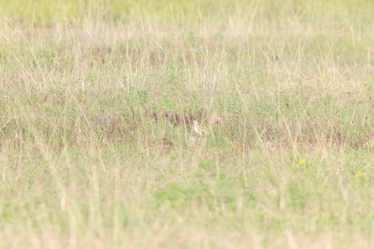 Isabelline Wheatear - ML642100580