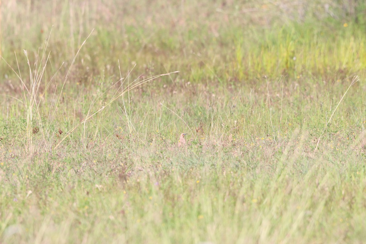 Isabelline Wheatear - ML642100581
