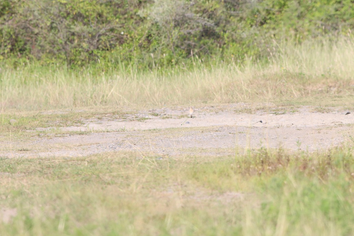 Isabelline Wheatear - ML642100582