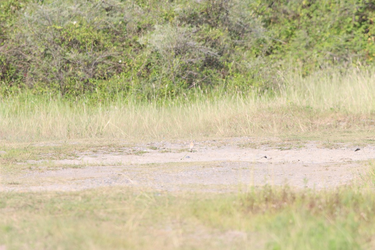 Isabelline Wheatear - ML642100583
